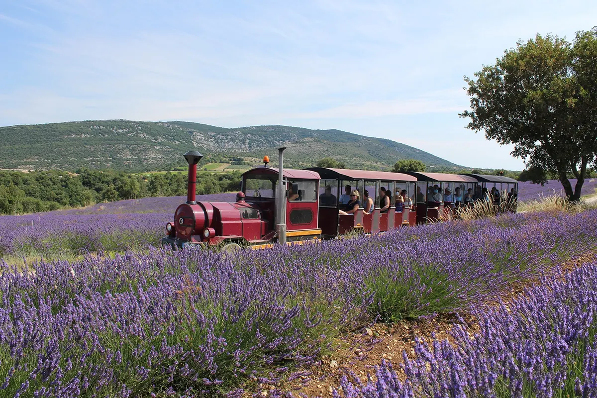 Lavender Museum in Saint-Remèze
